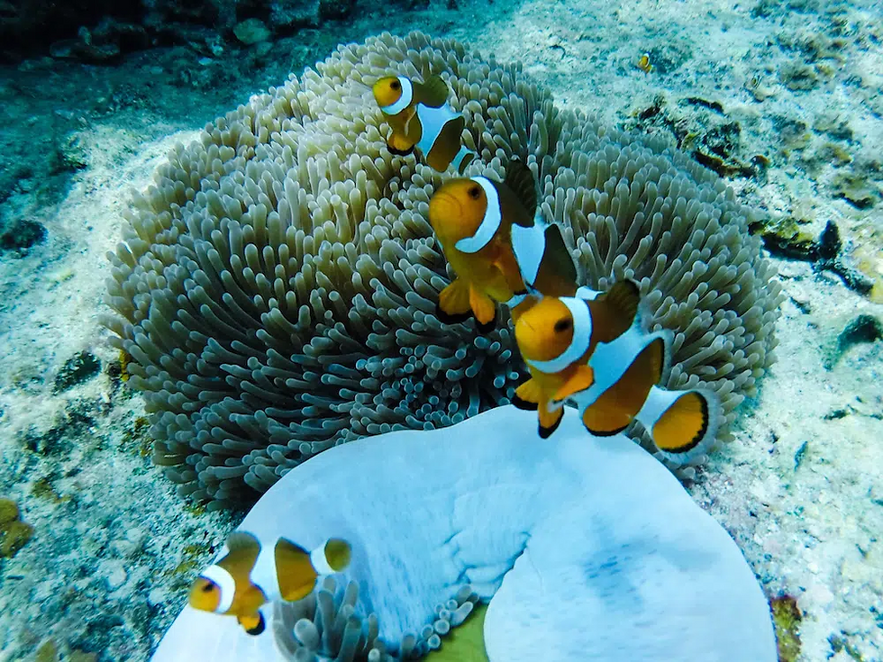 snorkeling perhentian malaisie
