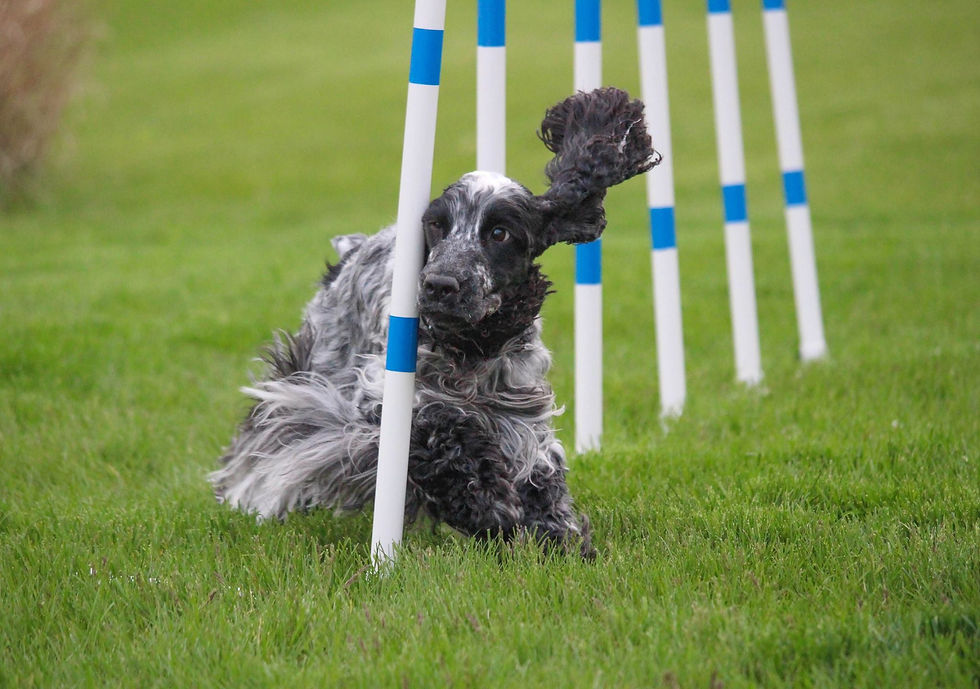 “Your dogs will get confused…”