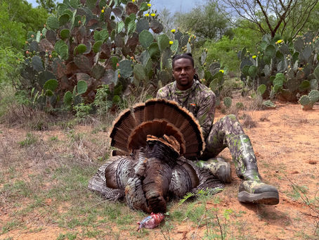 Kemon fanning out a turkey harvest.