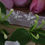 Thumbnail: Serendipidy Bees on French hooks