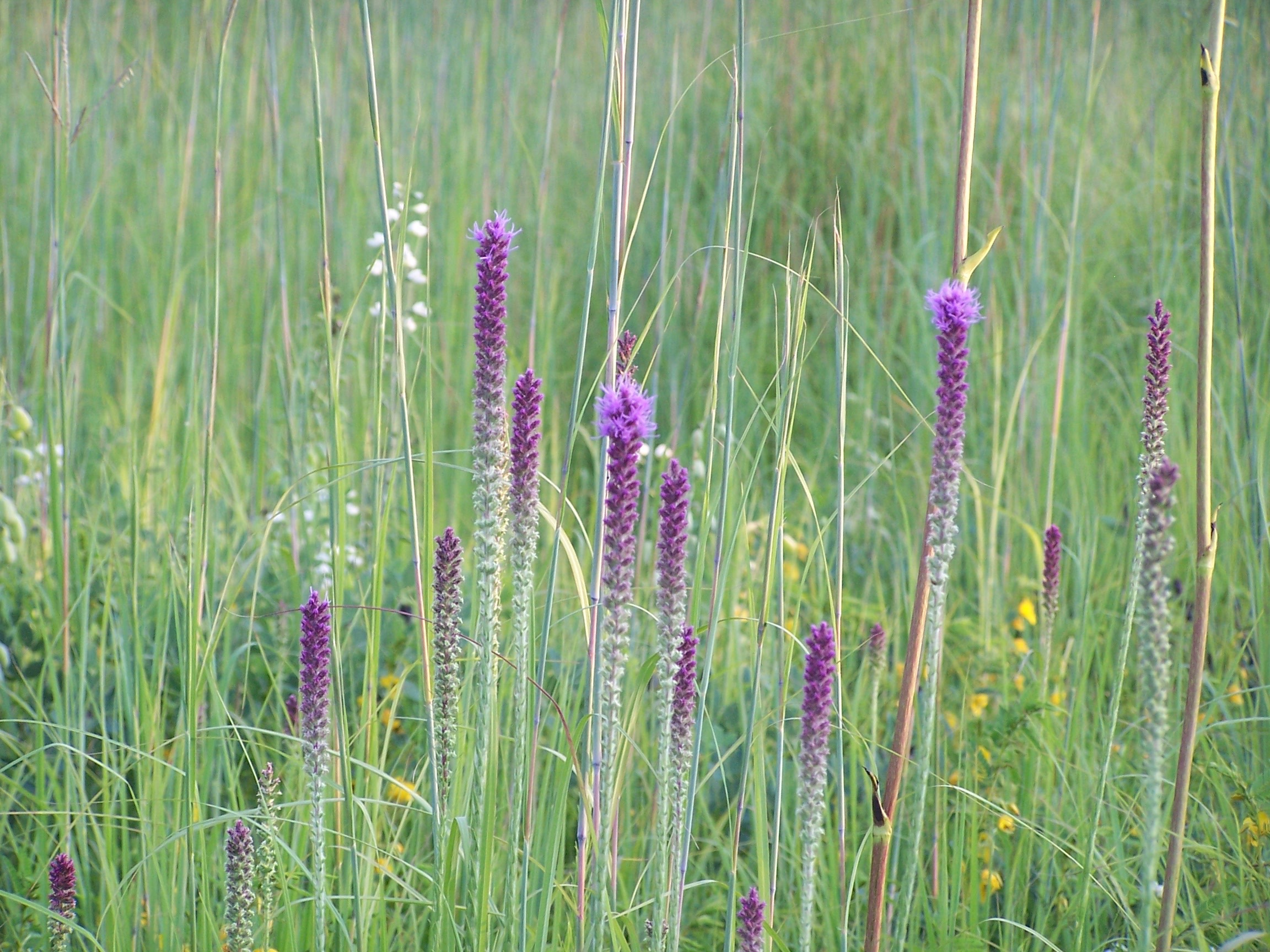 BLAZING STAR