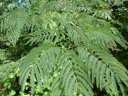 Mimosa leaves