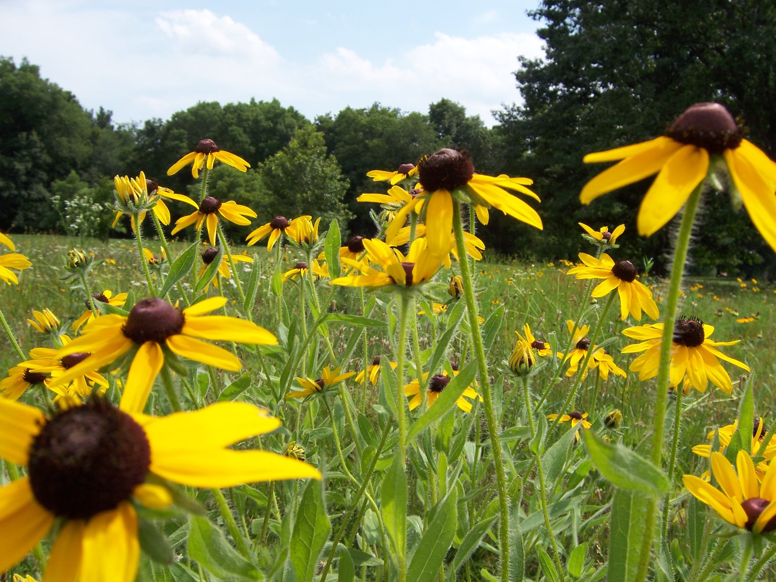 Black Eyed Susan