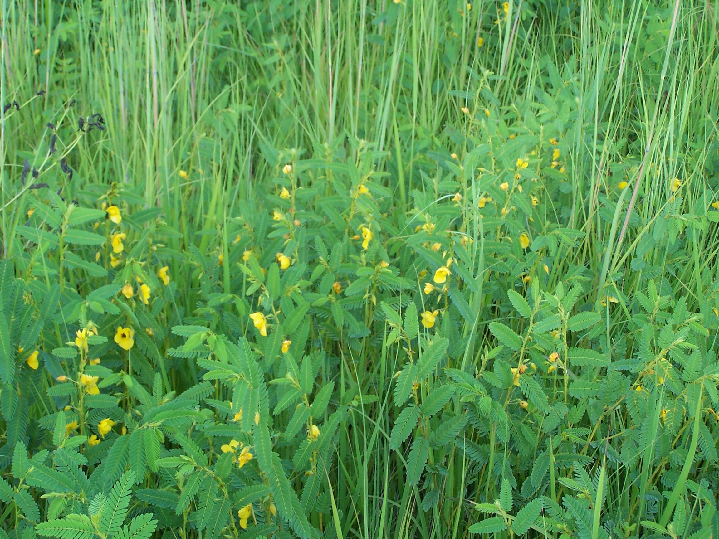 Partridge Pea