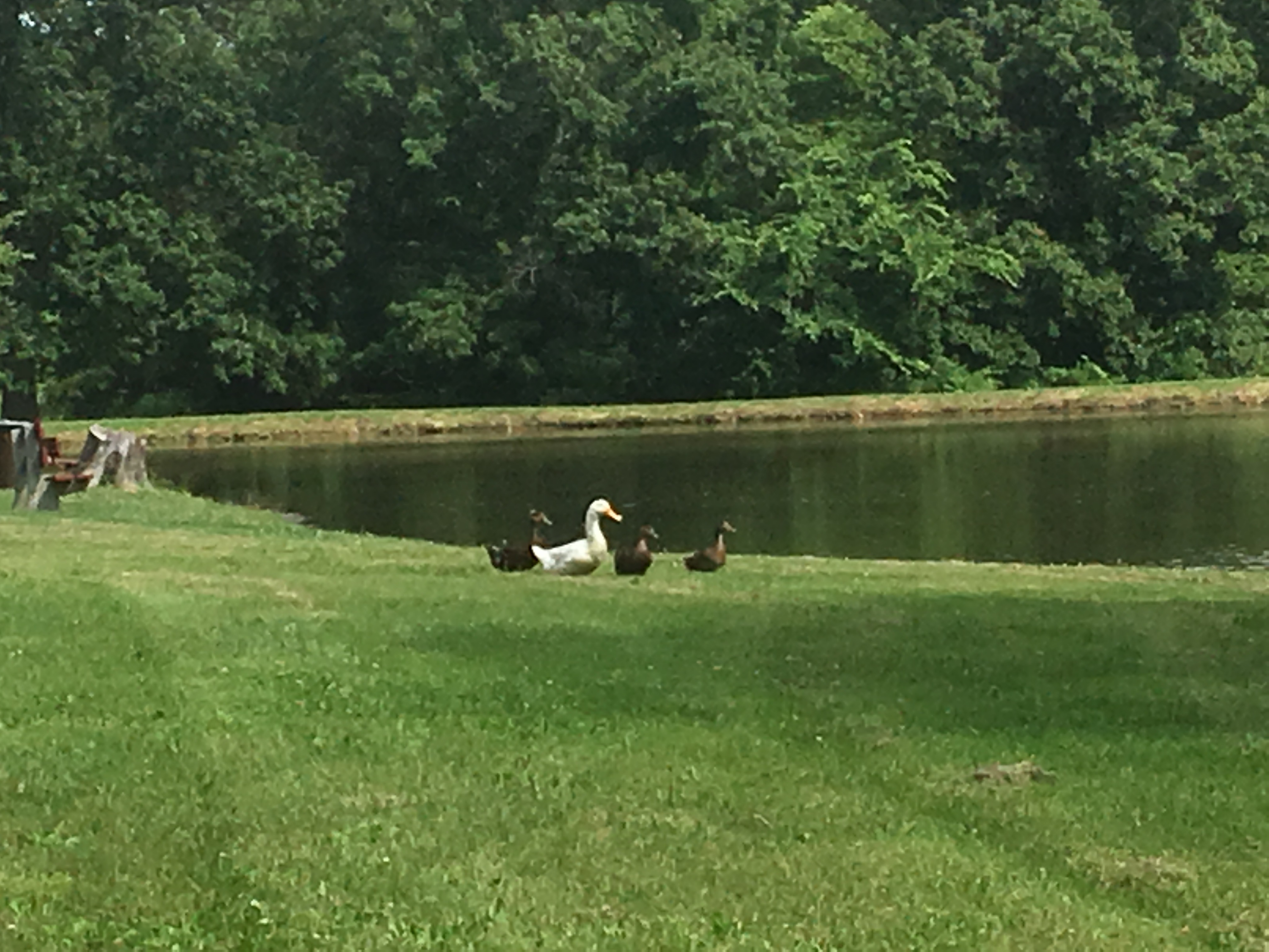CATFISH POND foundationpark