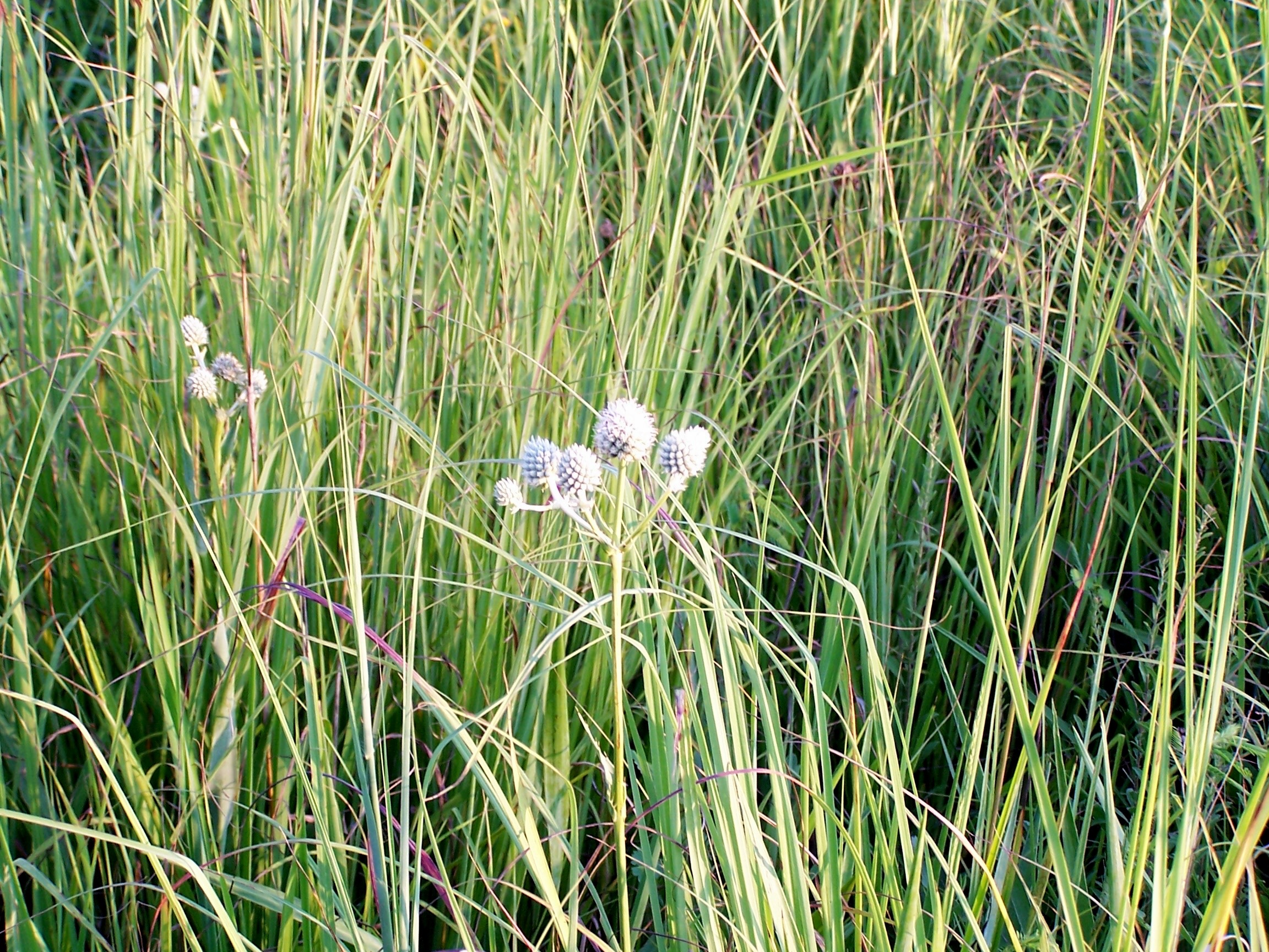 Rattlesnake Master