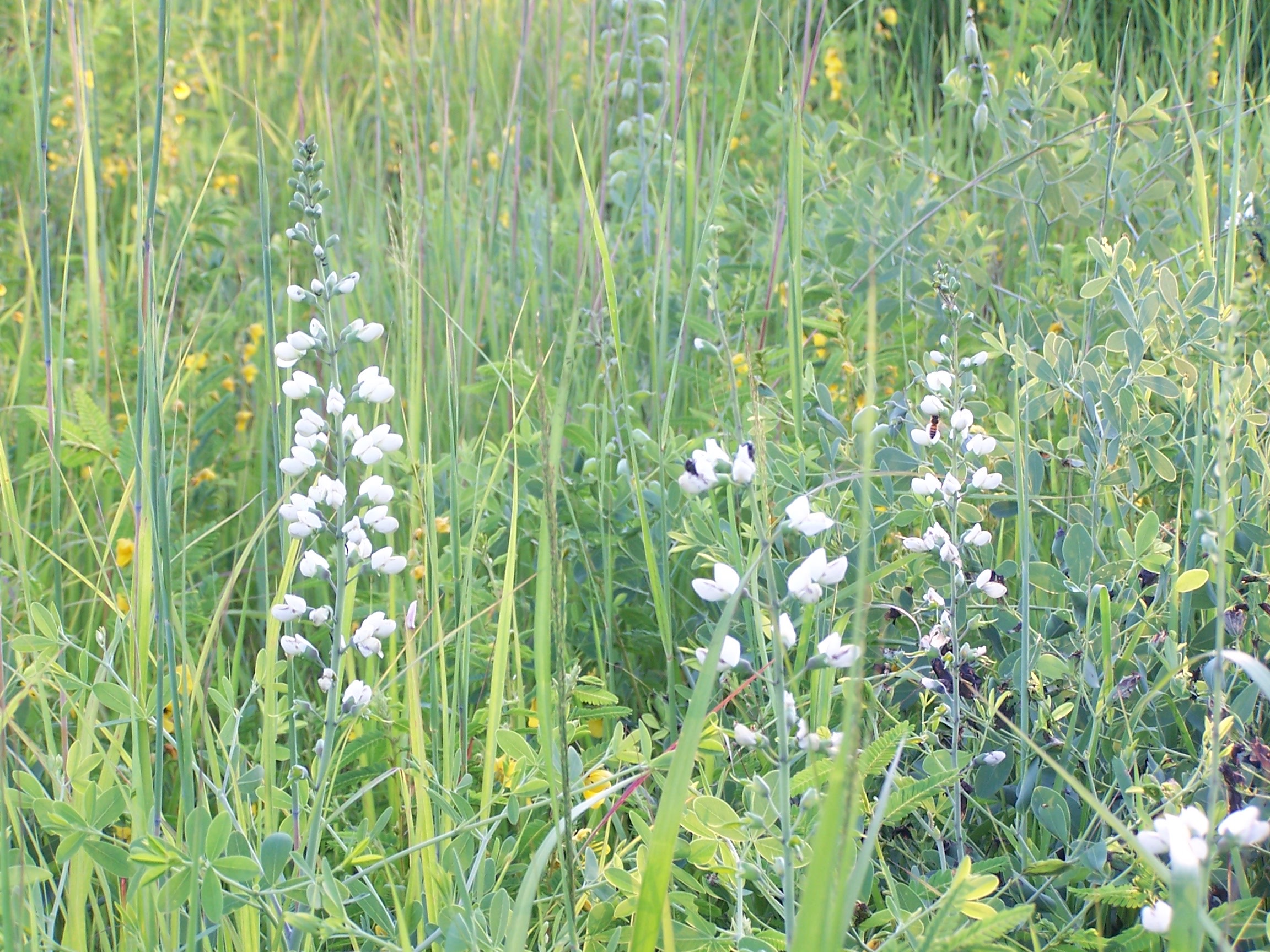 PRAIRIE FALSE INDIGO