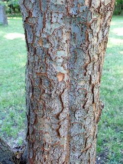 Lacebark Elm