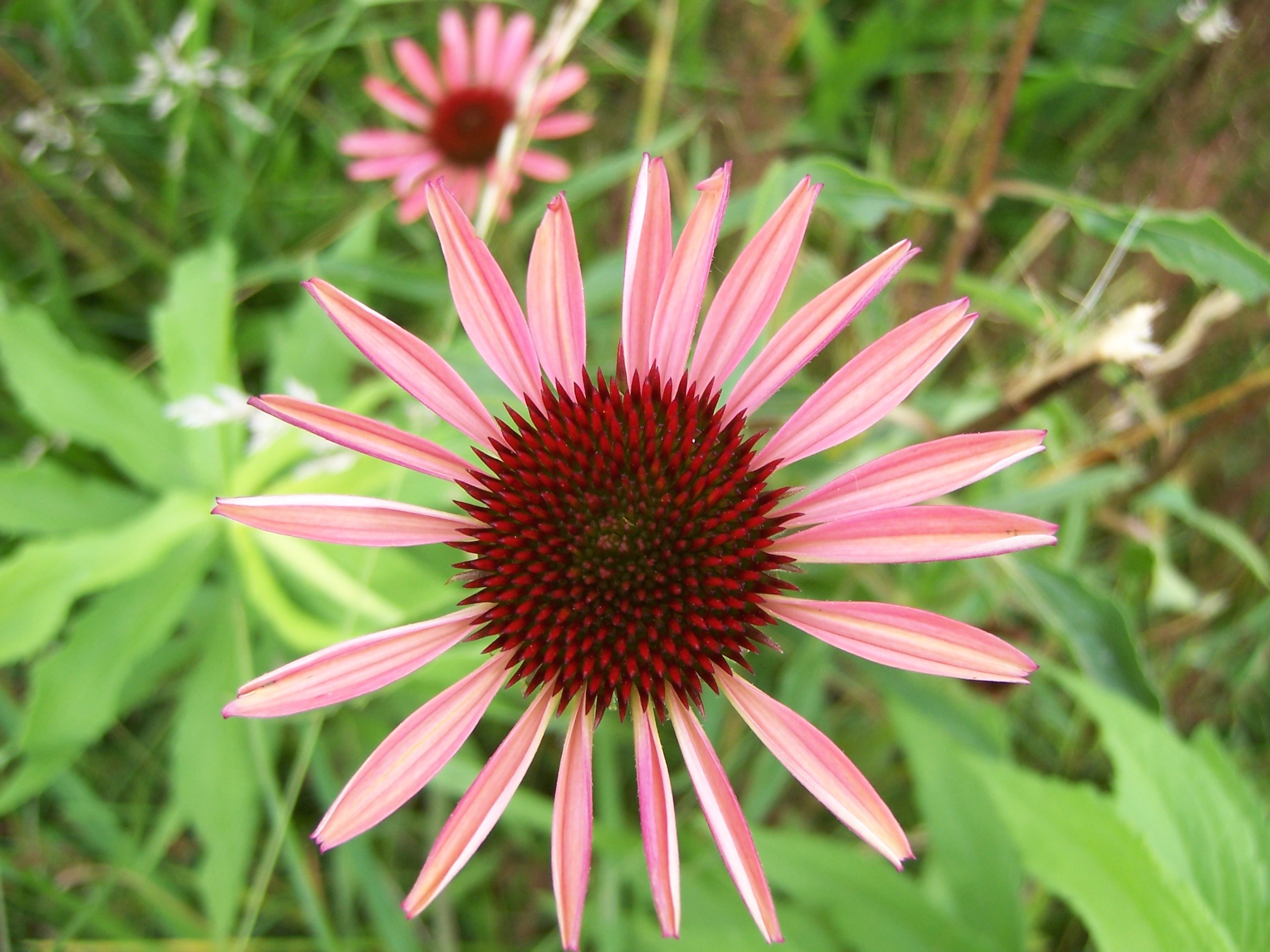 PURPLE CONEFLOWER