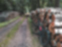 Bicycling in the Woods