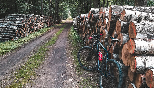 Bicycling in the Woods