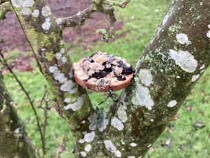 RSPB Big Bird Watch 2026