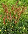 oseille-des-pres-2-150x150_modifié.jpg