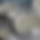 Thumbnail: Tulip Shell Candle