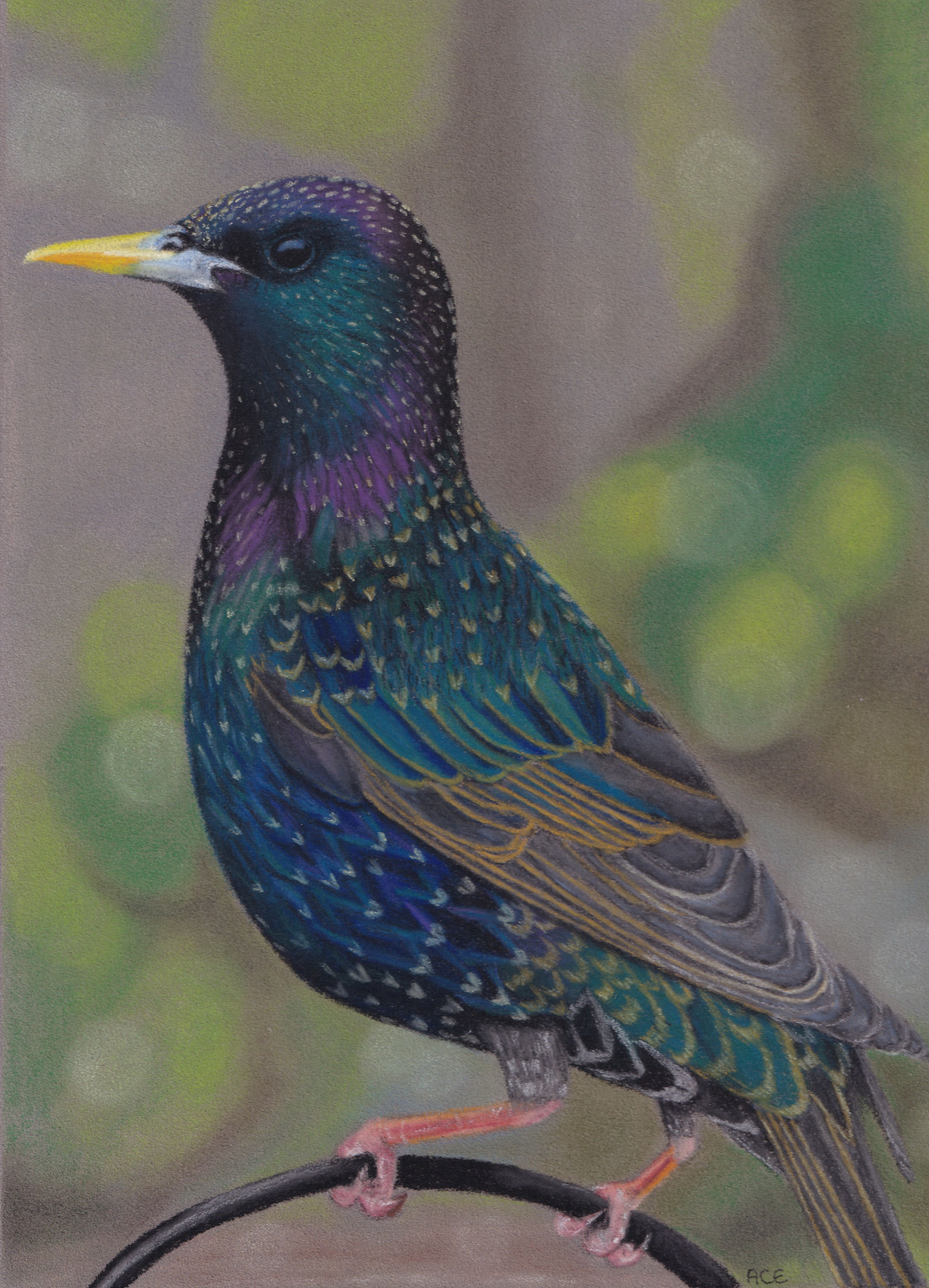 Starling Print