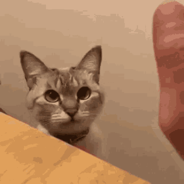 high-five-cat-five.gif