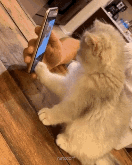 cat-kitten.gif