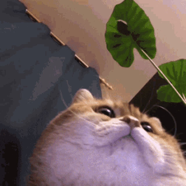 hosico-cat.gif