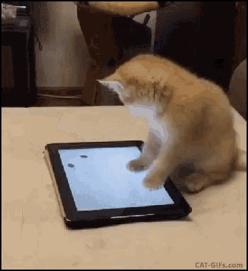 cat-playing.gif