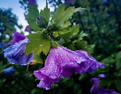Hibiskusblüte