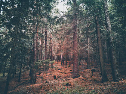 Wald düster