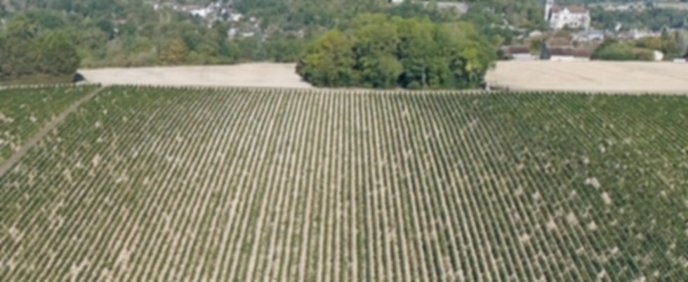 vignoble_edited.jpg
