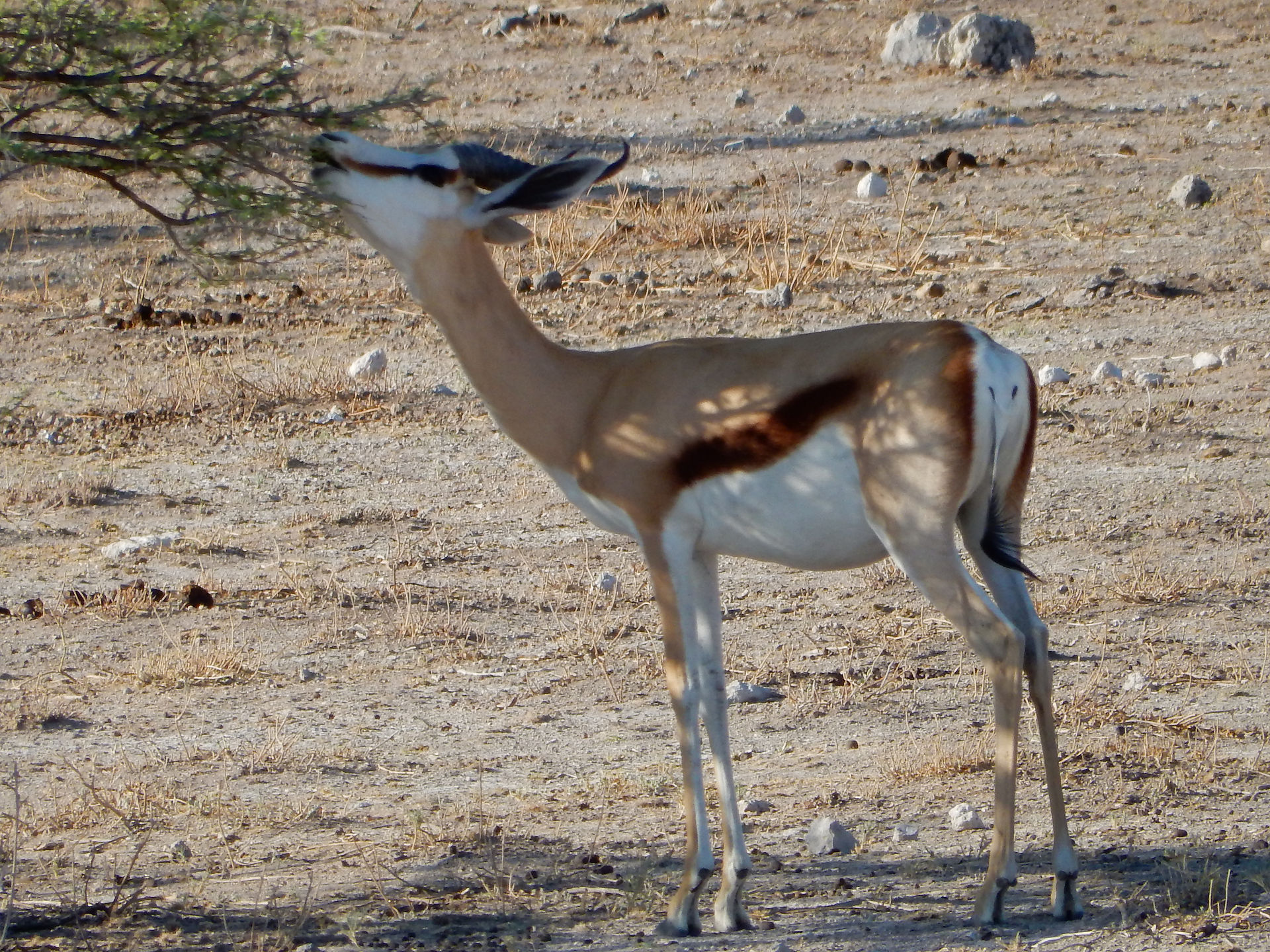 Springbok