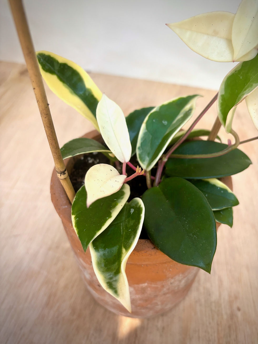 Thumbnail: Hoya Tricolor Trellis in Rustic Cylinder Pot