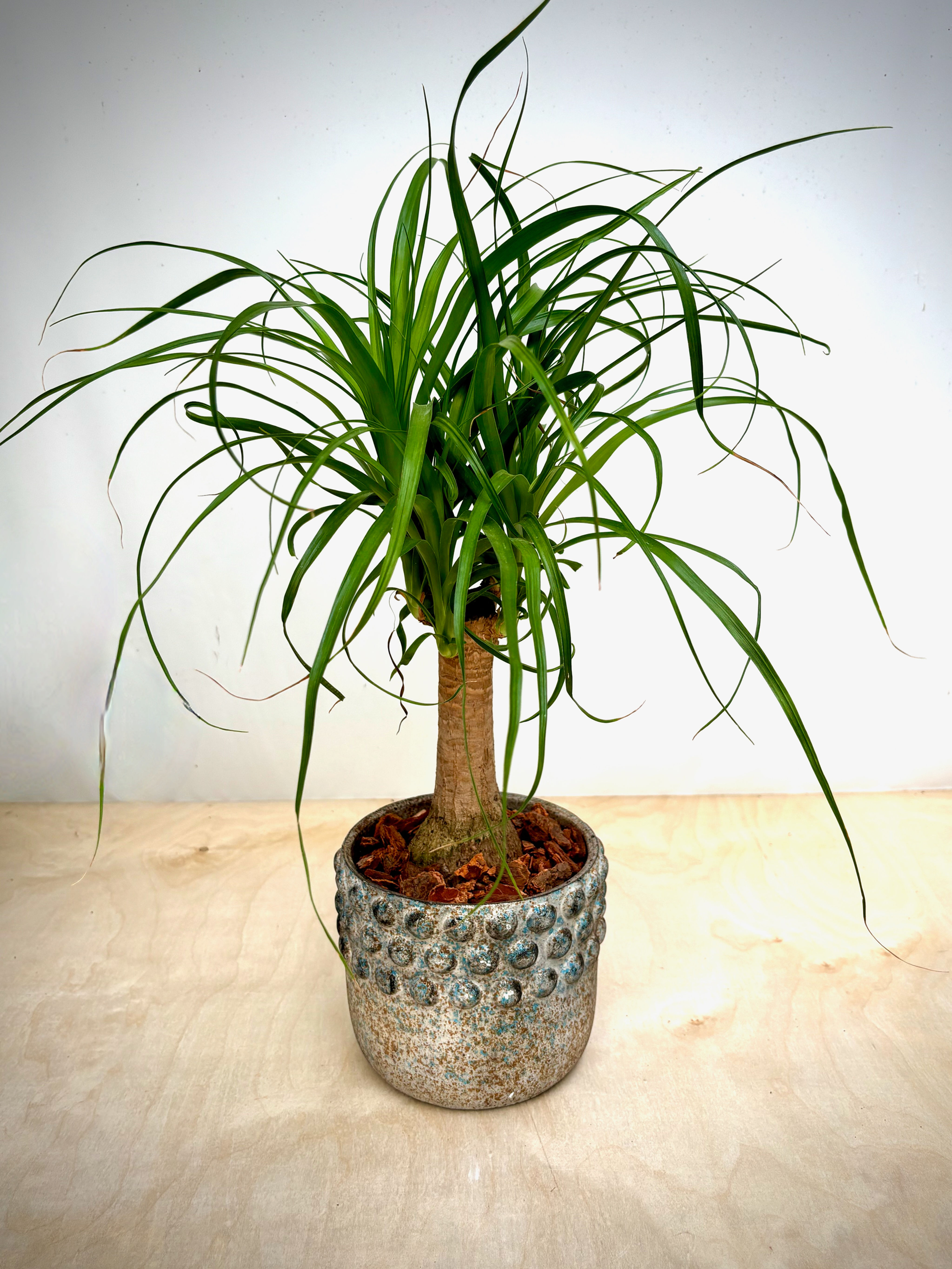 Ponytail Palm in Hobnail Planter