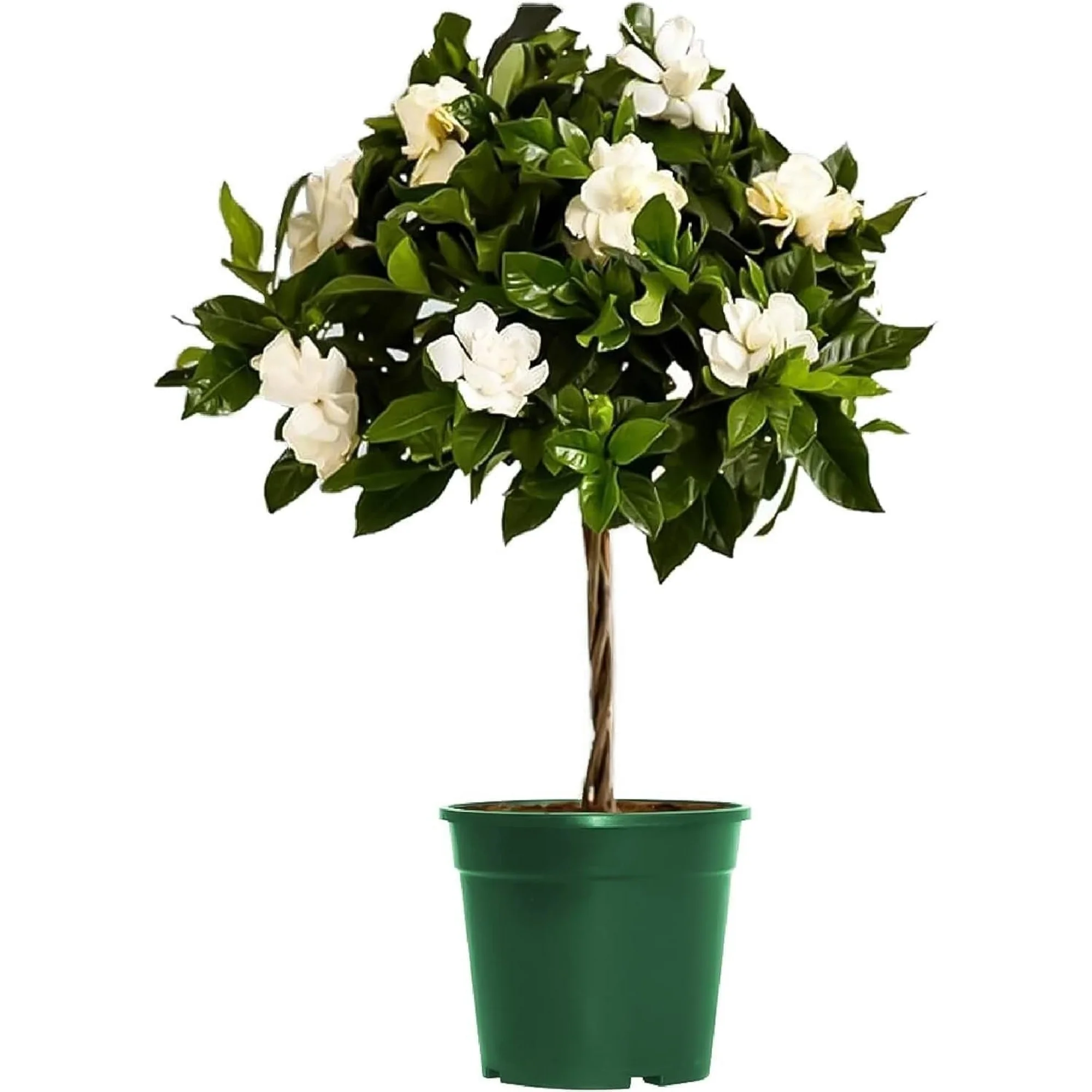 Gardenia Tree