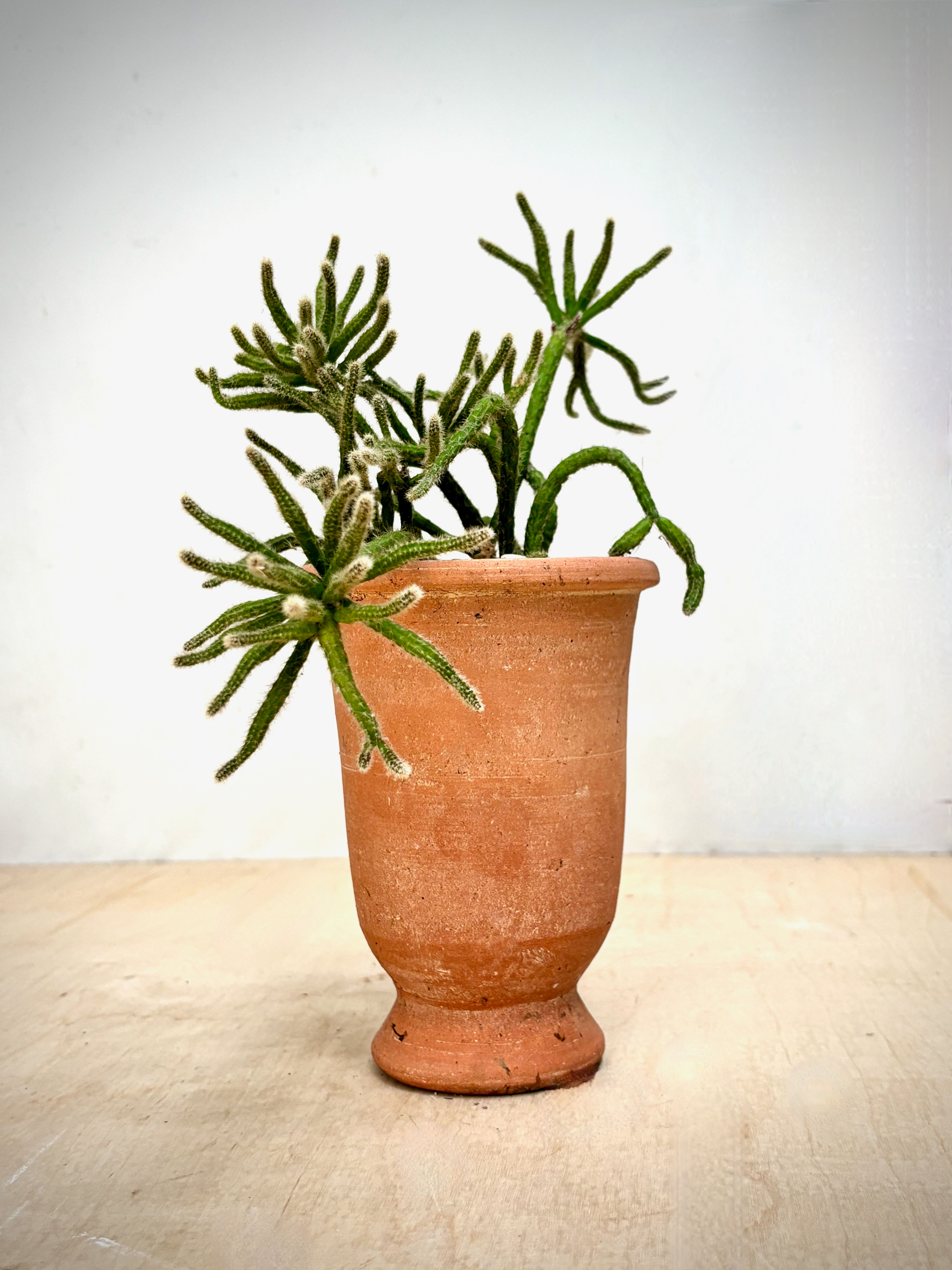 Jungle Cactus in Terracotta Herb Pot