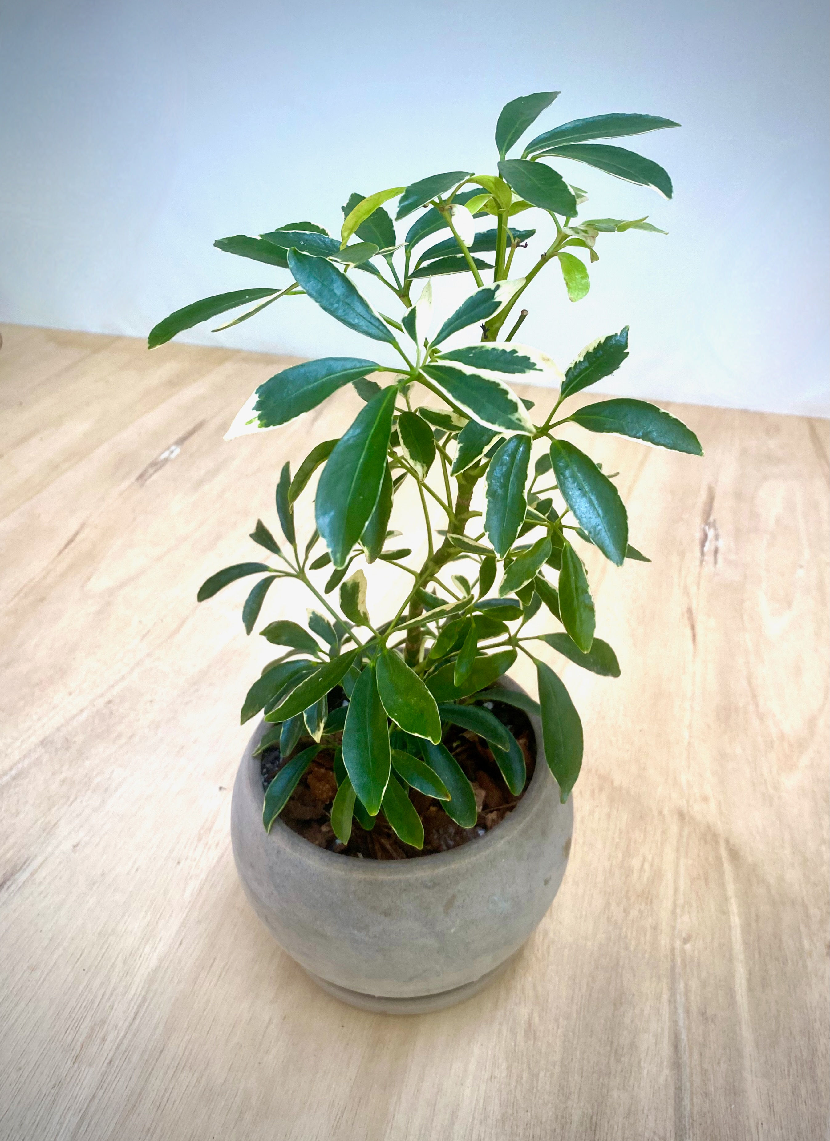 Moonlight Schefflera in Luna Sphere