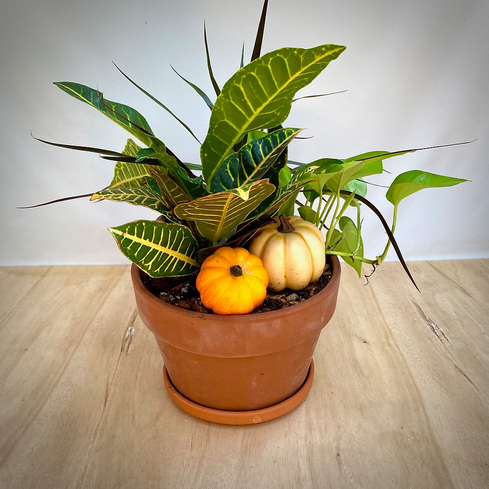 Thumbnail: Fall Planter with Croton and Pothos (large)