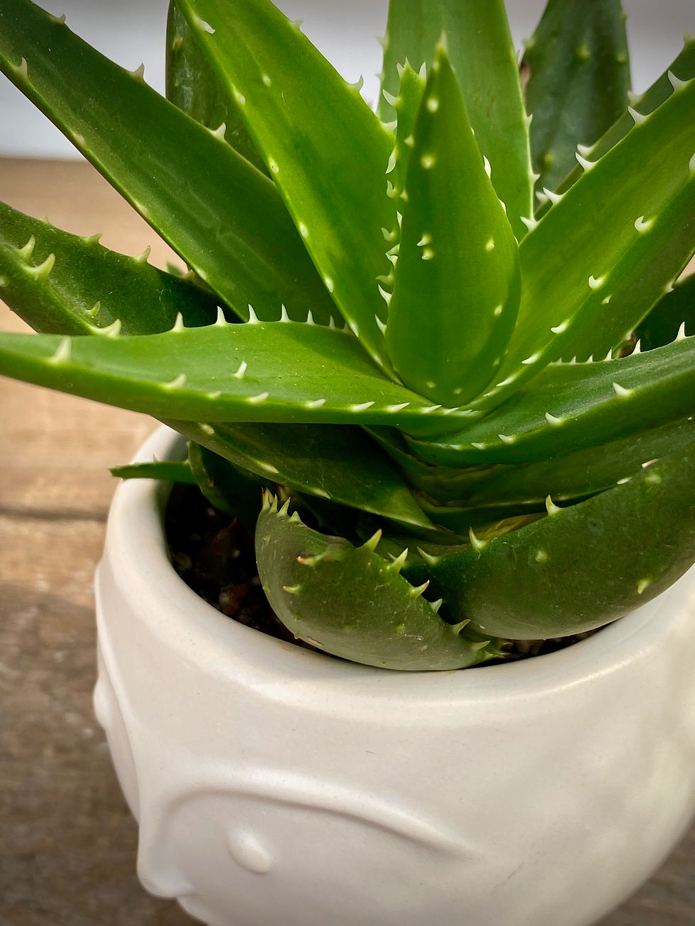 Thumbnail: Face Planter with Aloe