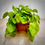 Thumbnail: Neon Pothos in Terracotta