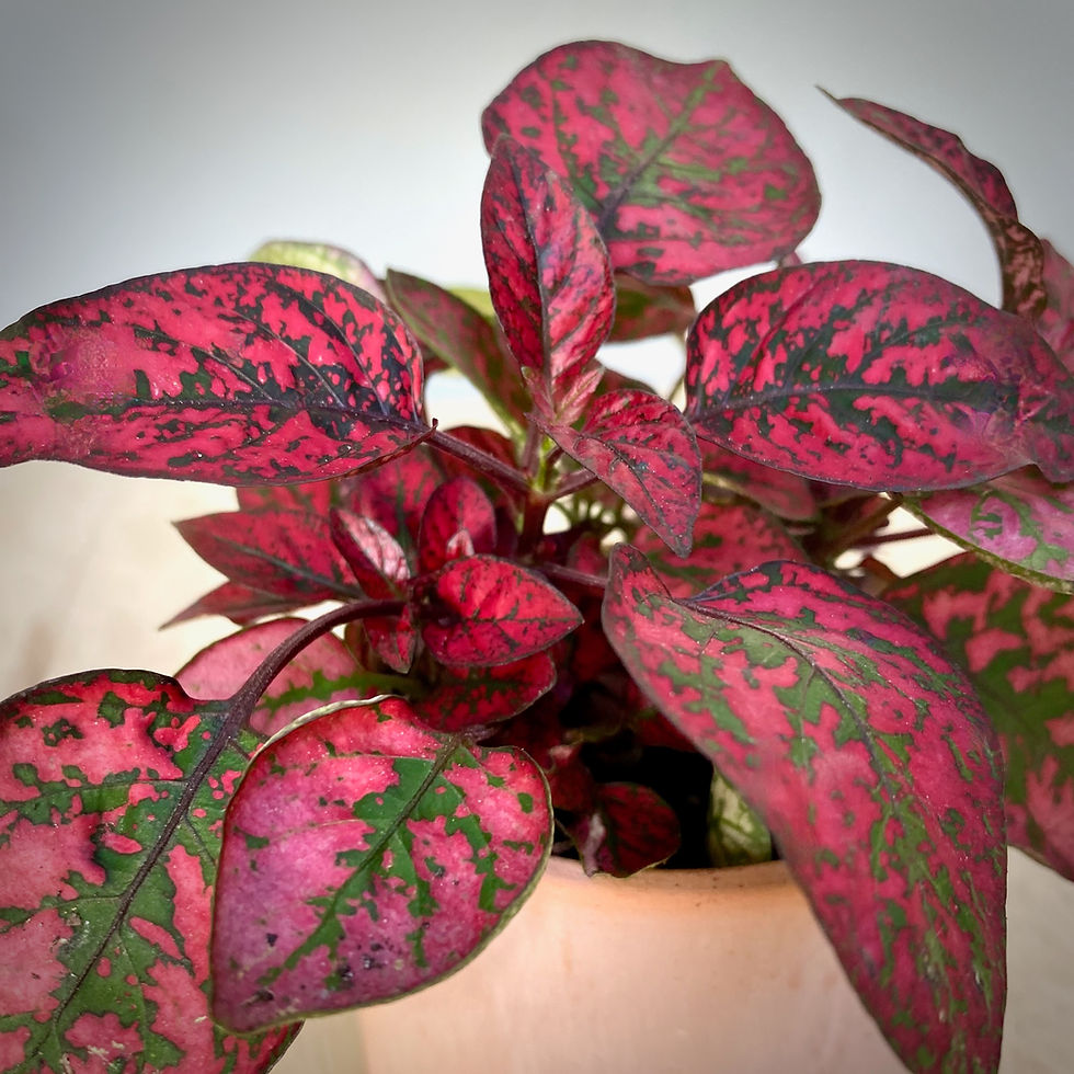Thumbnail: Polka-dot Plant in Pink Cement Cylinder