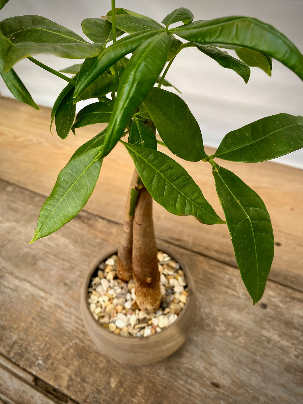 Thumbnail: Money Tree in Luna Sphere