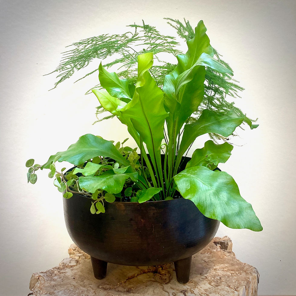Thumbnail: Footed Metal Planter with Ferns