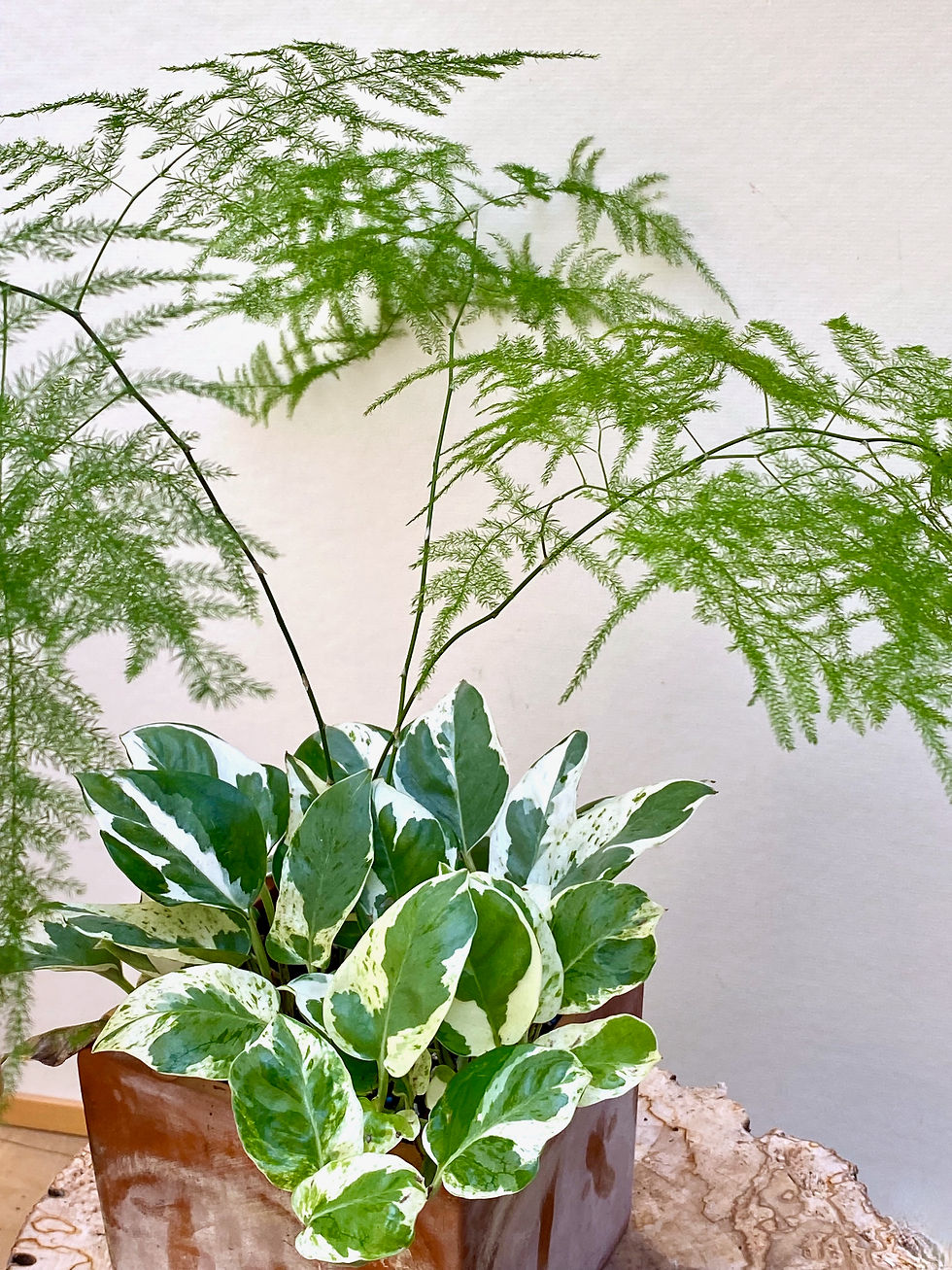 Thumbnail: Asparagus Fern in Square Terracotta