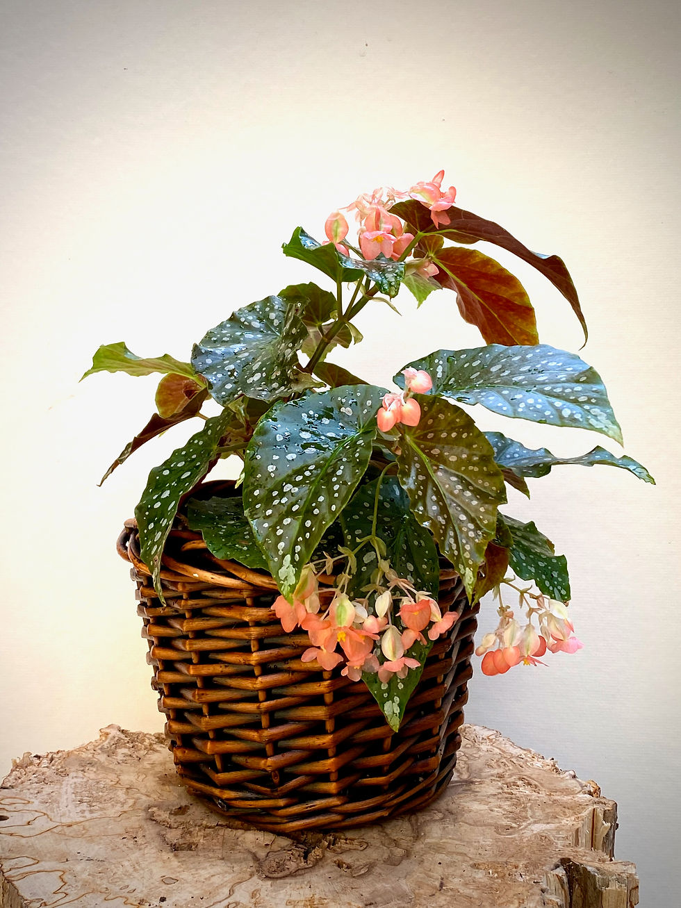 Thumbnail: Angel Wing Begonia in Willow Basket
