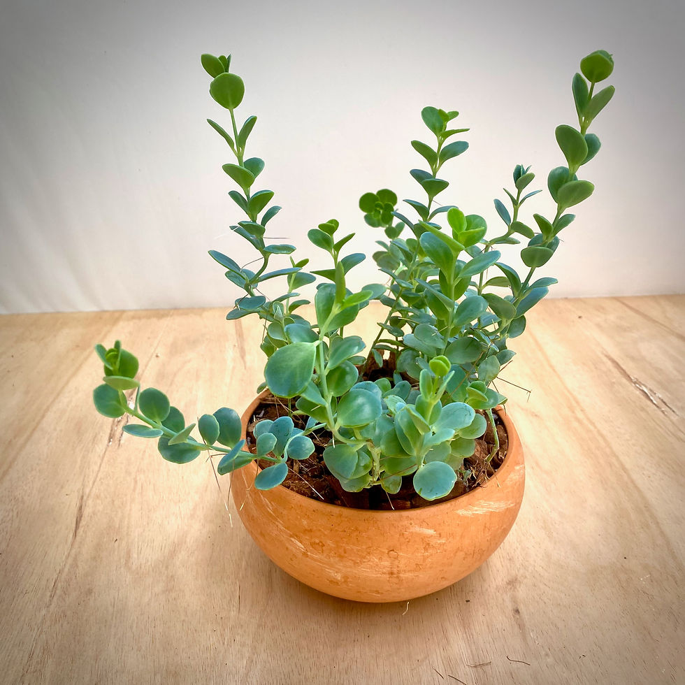 Thumbnail: Marnier’s Kalanchoe in Luna Bowl