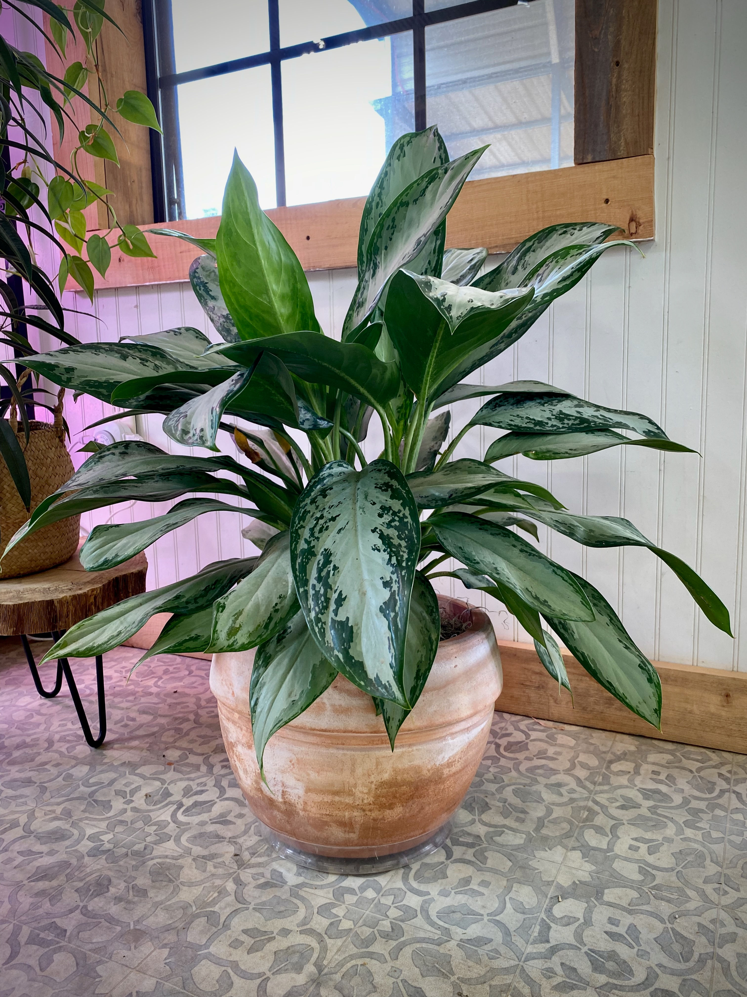 Chinese Evergreen Silver Bay in UFO Terracotta