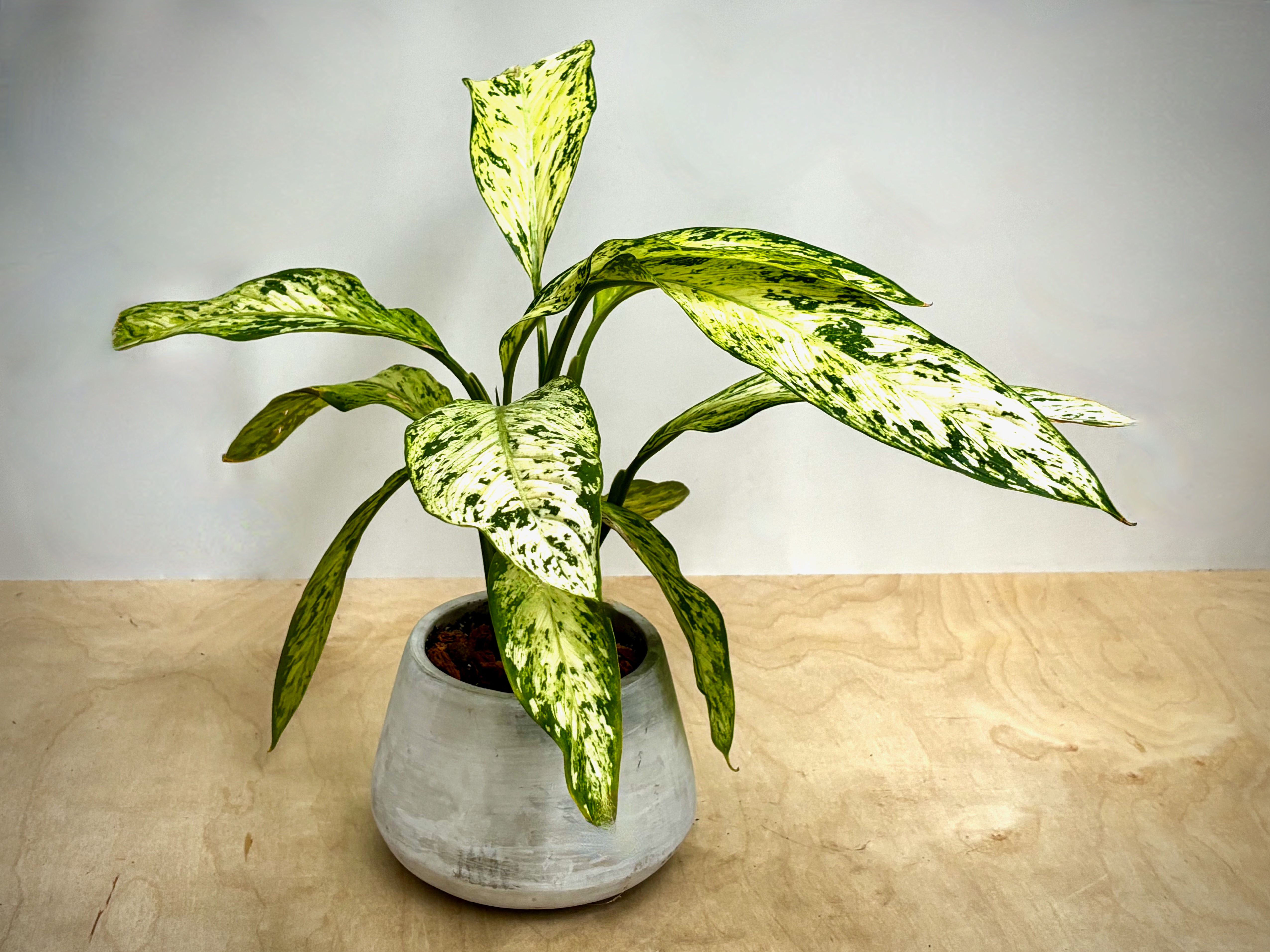 Dieffenbachia in Cement