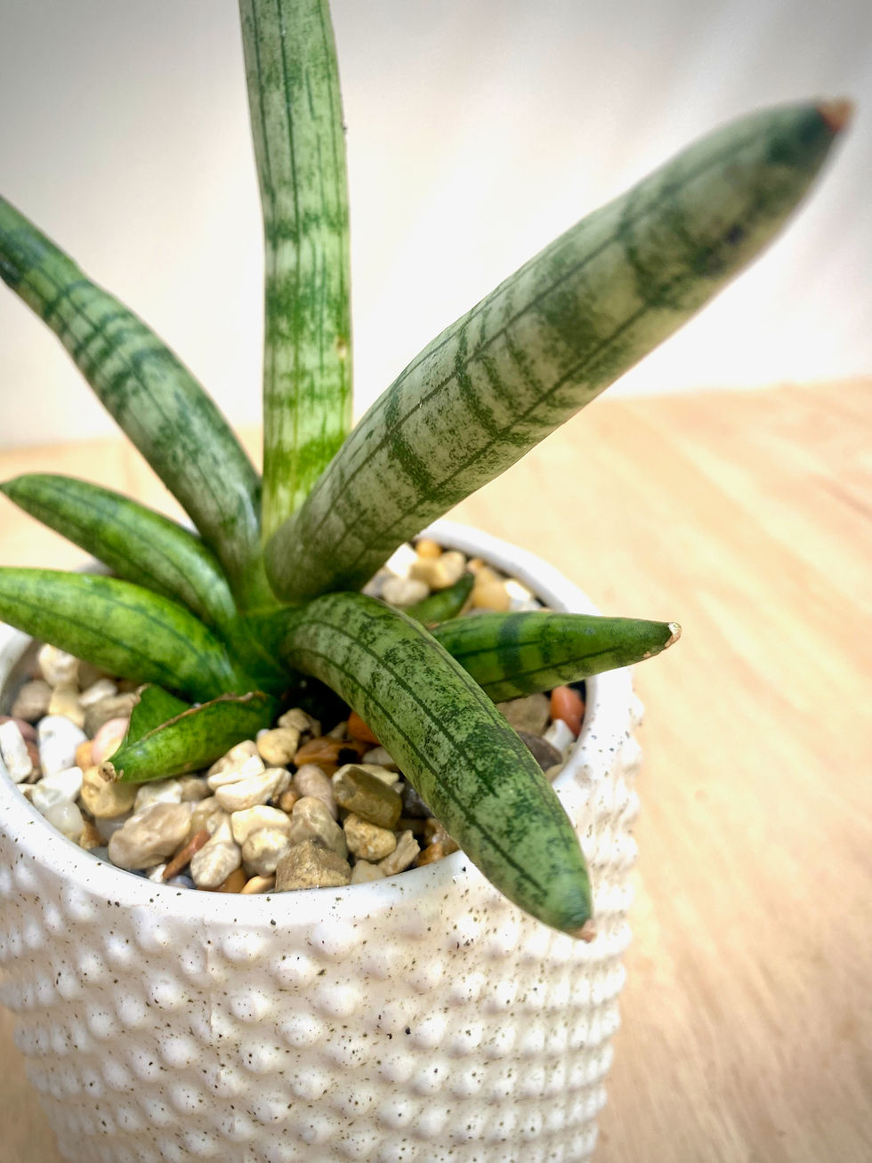 Thumbnail: Starfish Snake Plant in Textured Tripod Pot