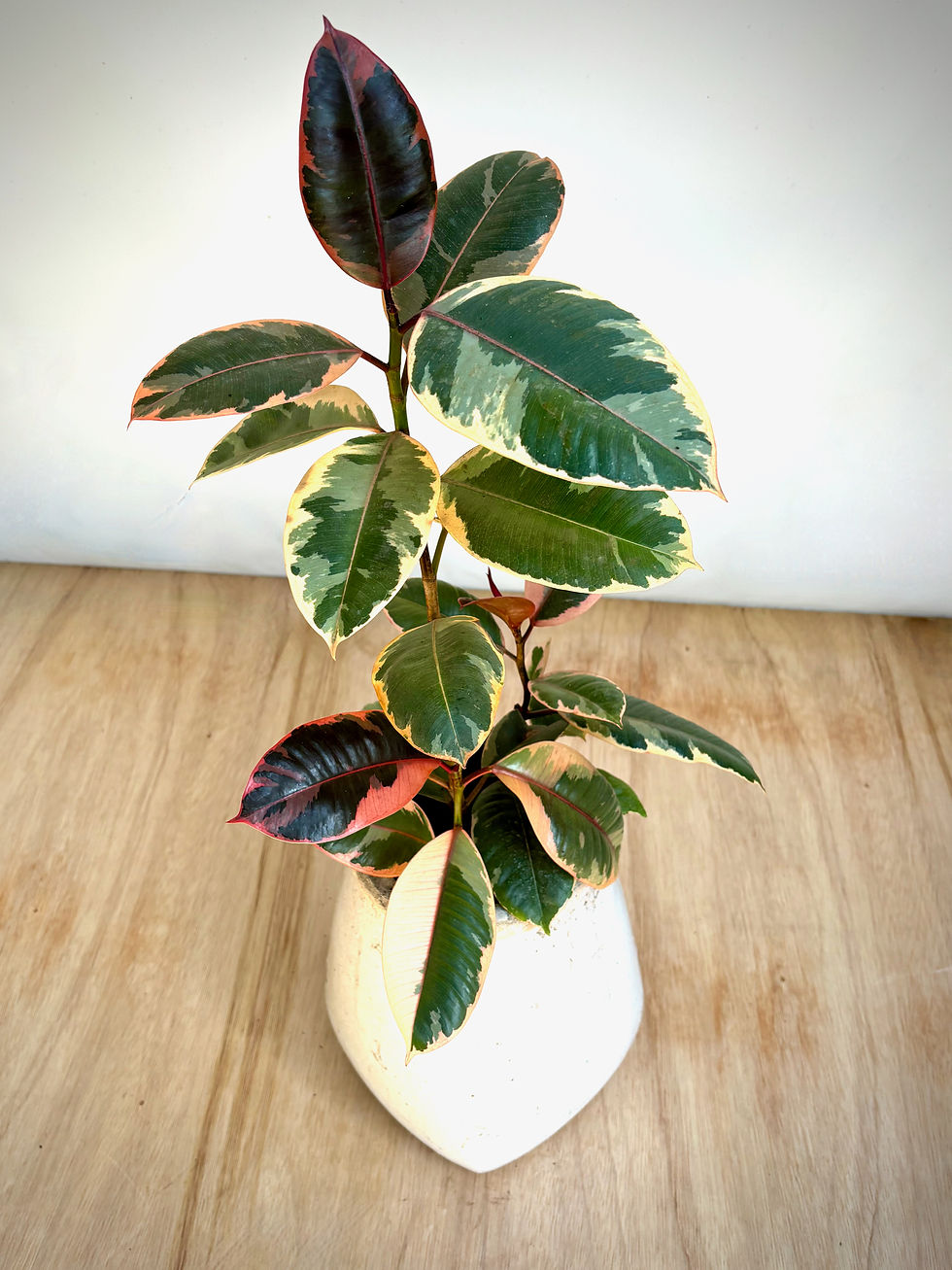 Thumbnail: Ruby Ficus in White Ceramic Urn