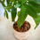 Thumbnail: Money Tree in Aztec Terracotta (small)