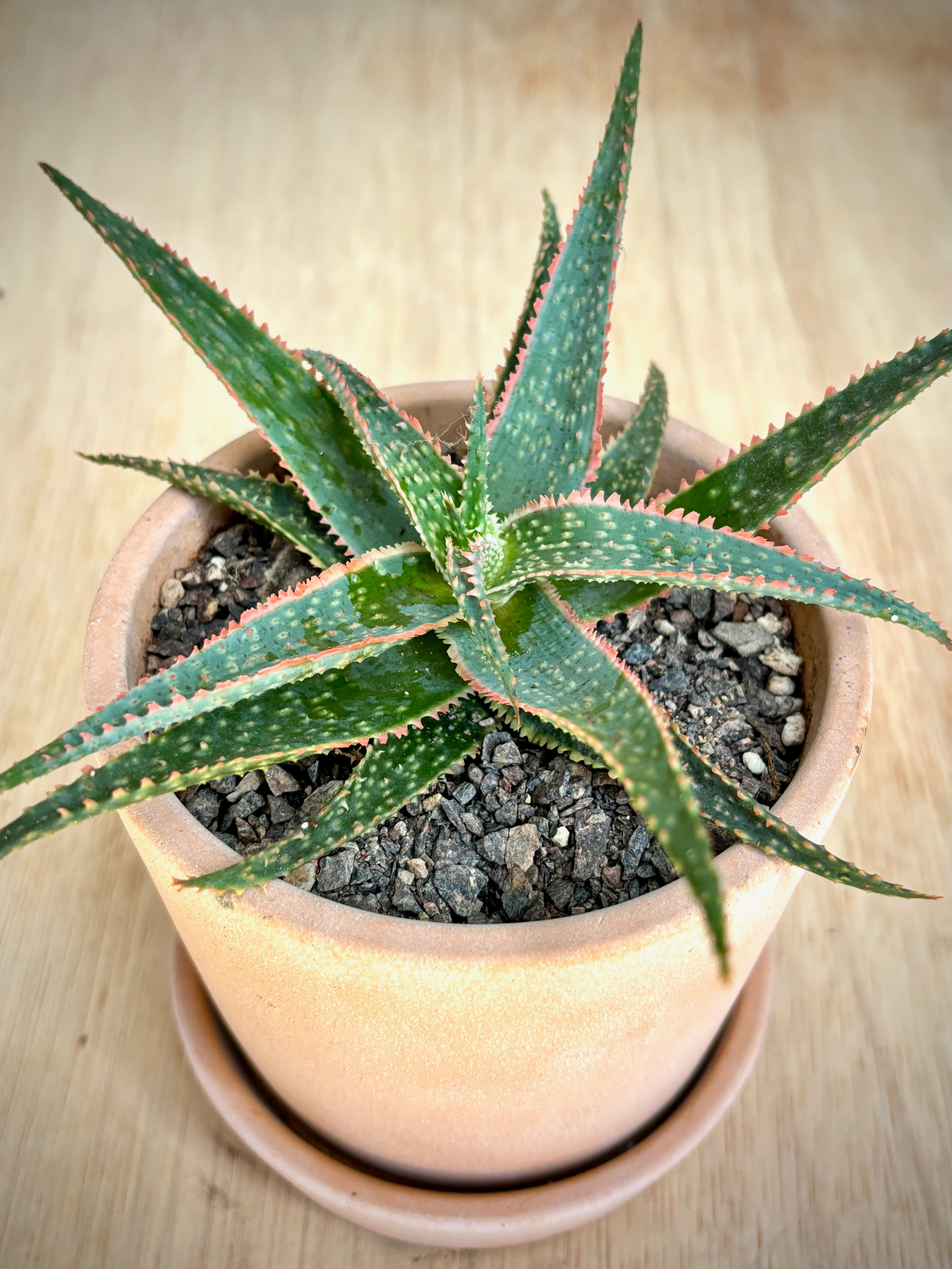 Aloe Christmas Carol in Large Pink Cement