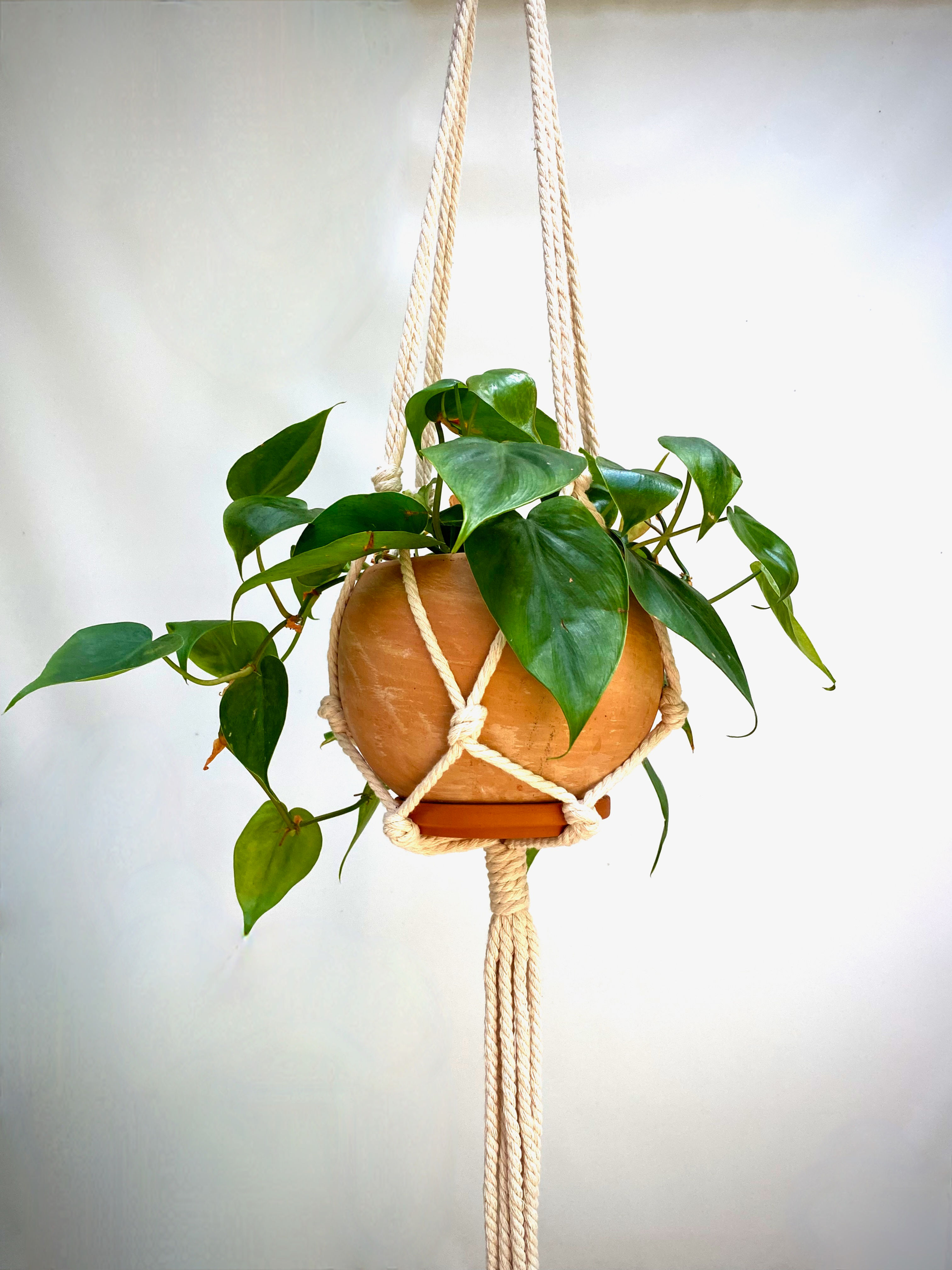 Heartleaf Philodendron in Luna Sphere with Macramé Hanger