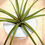 Thumbnail: Air Plant in Ceramic Desktop Holder