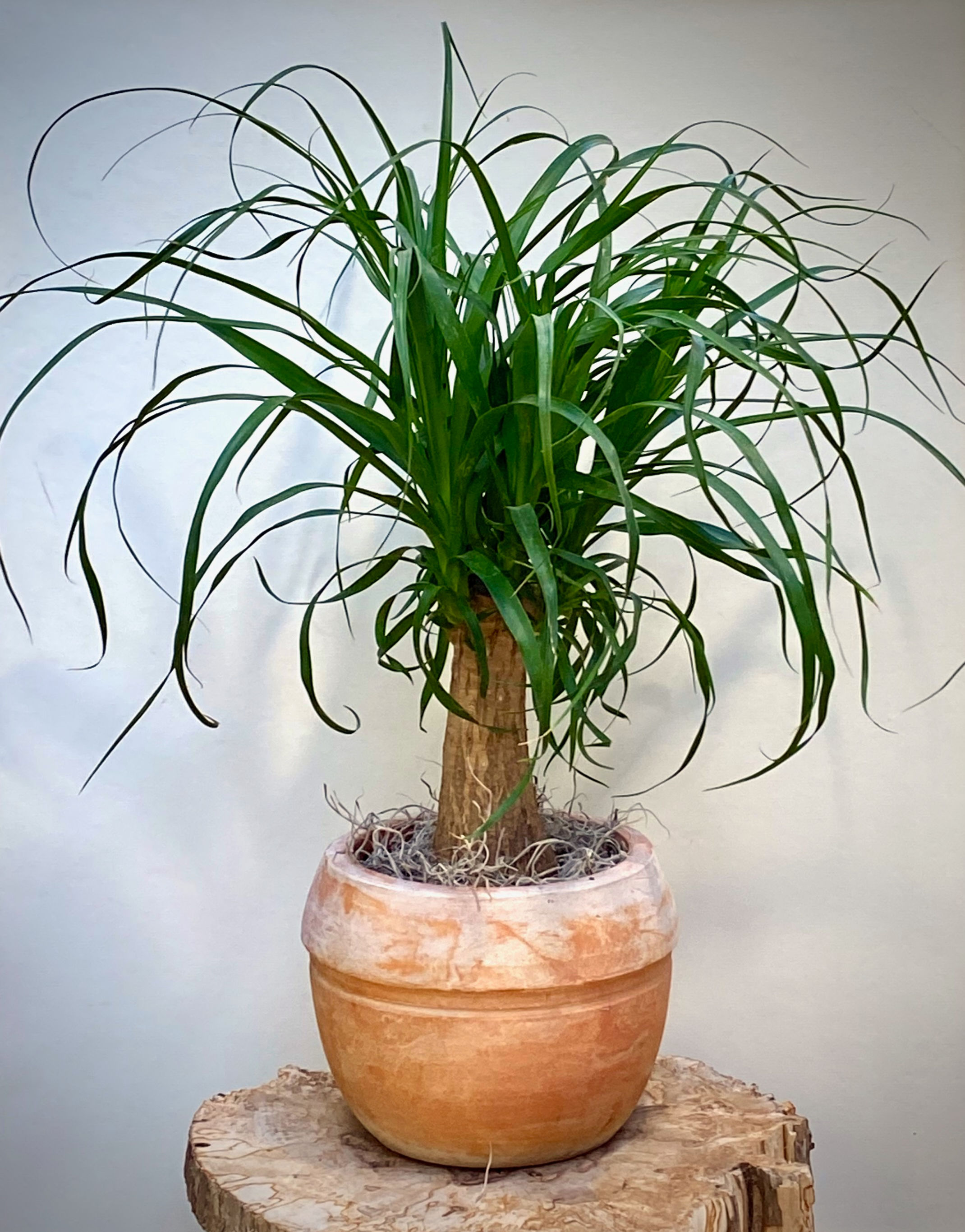Ponytail Palm in UFO Bowl